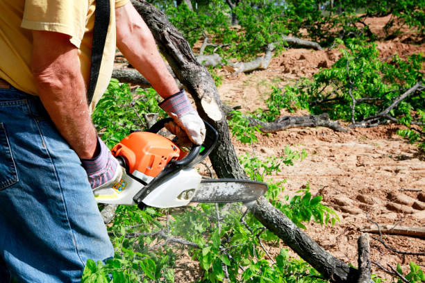 Best Emergency Tree Service  in Ozk, AR